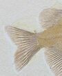Phareodus Fish Fossil - Excellent Specimen #36938-3